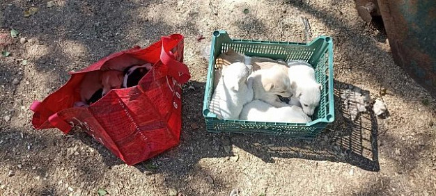 В приюте «Майский день» закончился корм для кошек и щенков